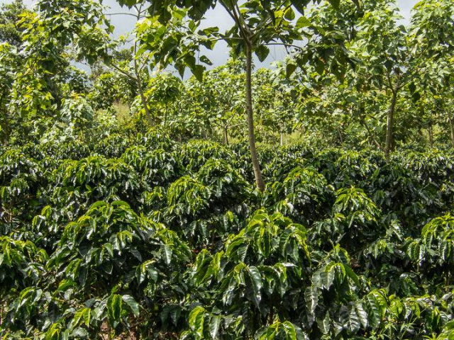 Costa Rica Real Estate - 20.5 Hectare Coffee Farm - San Vito